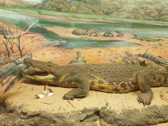 Durban Natural Science Museum