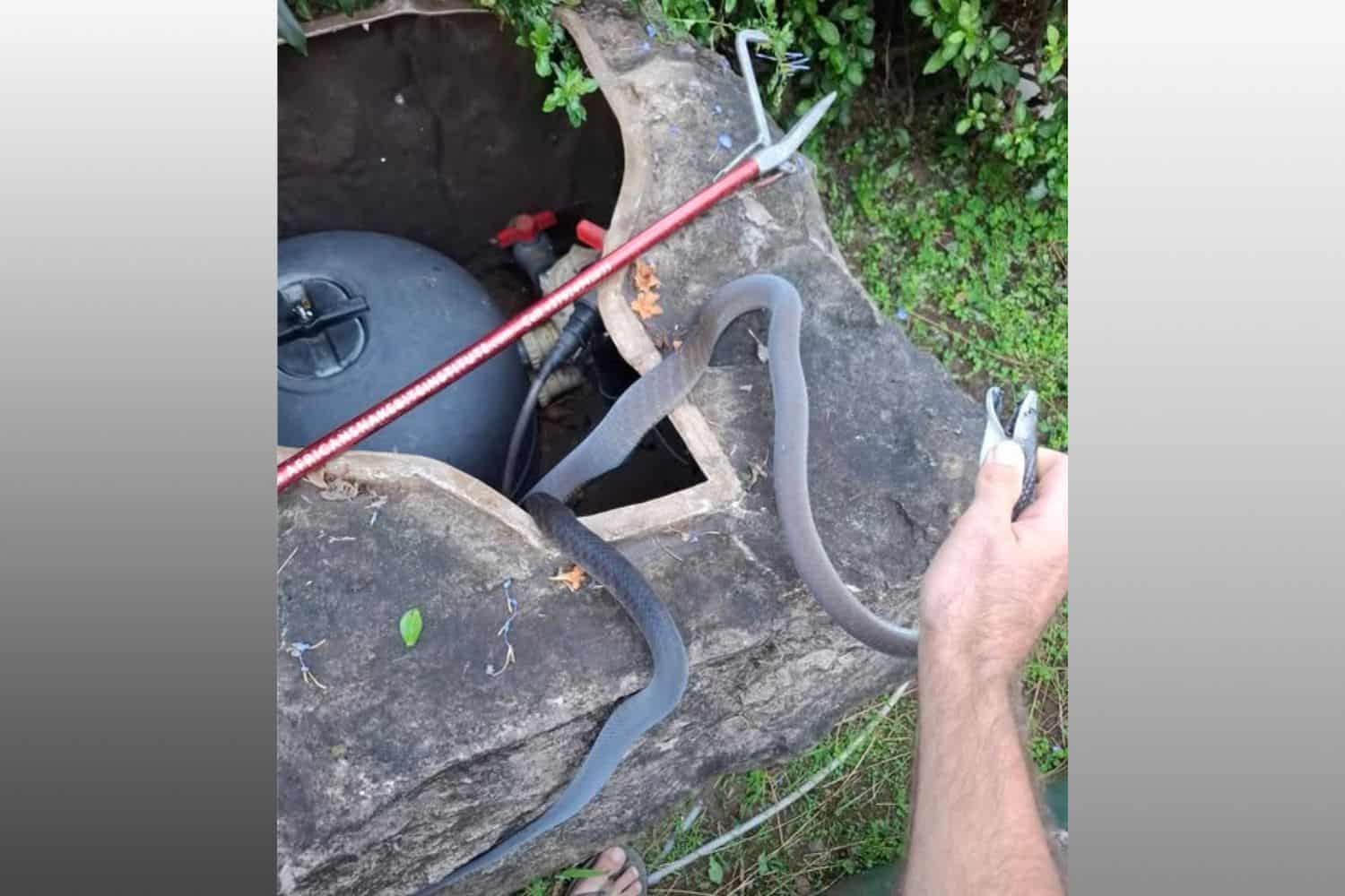 Black mambas found in pump 5 (2)