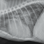 Cardiogenic pulmonary edema in dogs