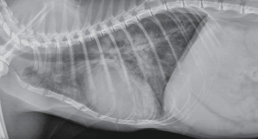 Cardiogenic pulmonary edema in dogs