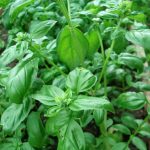 Planting basil next to tomatoes is&nbsp;one of the most popular and effective examples of&nbsp;companion planting.
