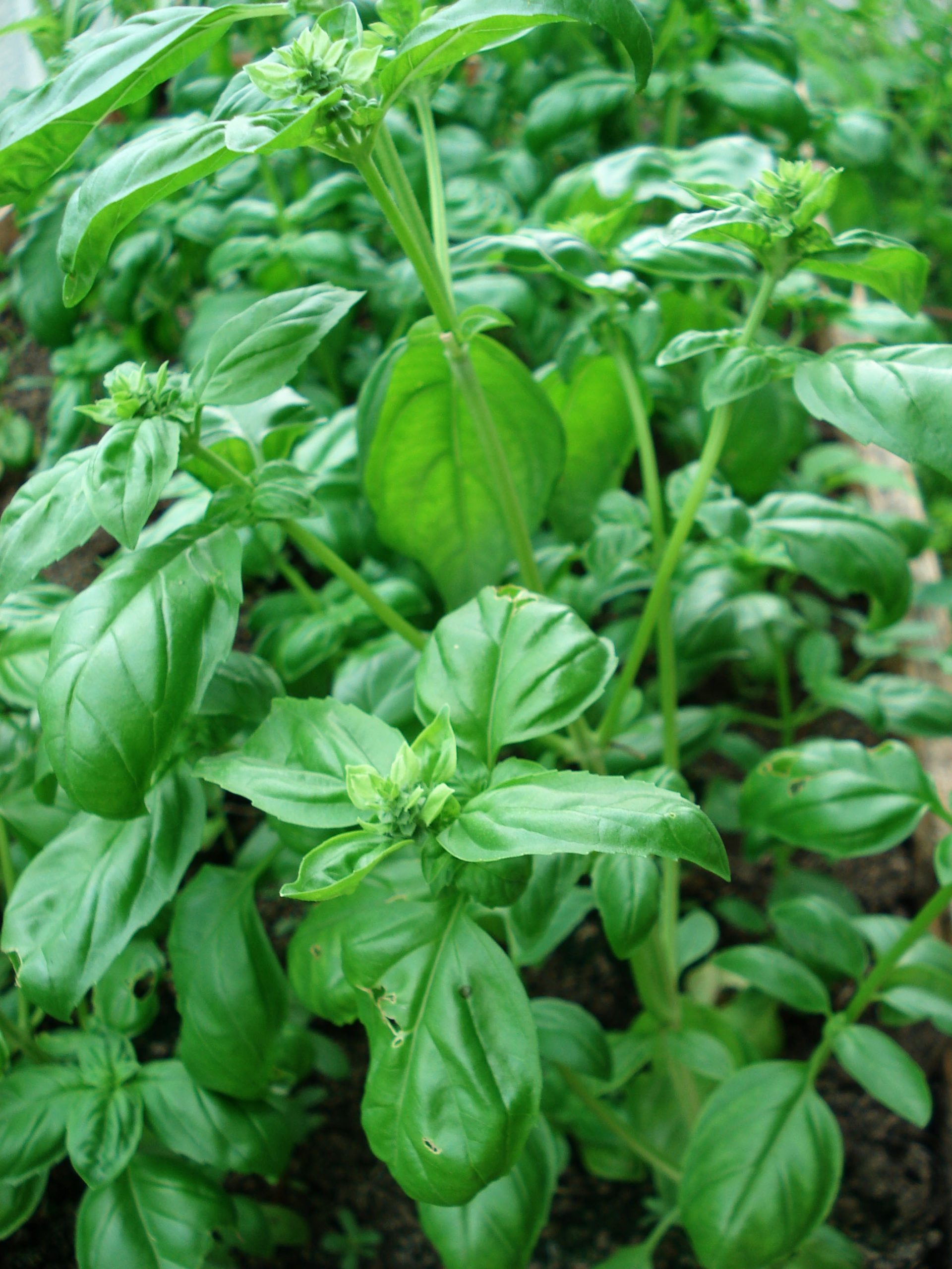 Planting basil next to tomatoes is&nbsp;one of the most popular and effective examples of&nbsp;companion planting.
