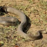 Durban Black Mamba