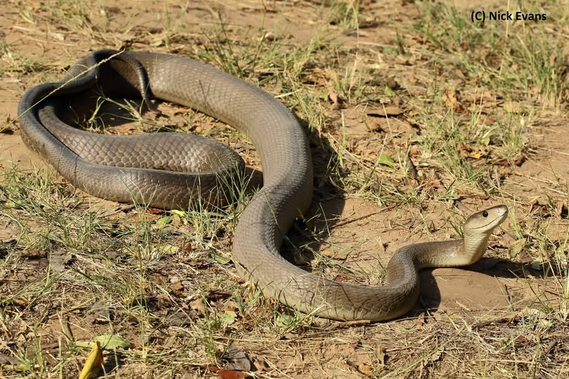 Durban Black Mamba