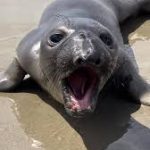 Porky the southern elephant seal