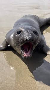 Porky the southern elephant seal