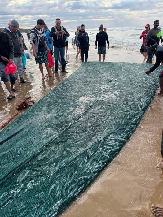 2026 sardine run has landed