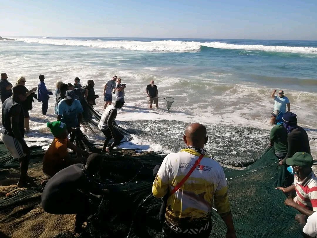 2026 sardine run
