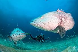 Meet KZN’s Next Generation of Ocean Guardians! 0 (0)