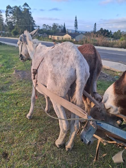 DONKEYS SEIZED UNDER WARRANT