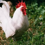 chicken slaughter on beaches in durban