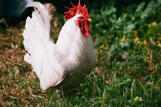 chicken slaughter on beaches in durban