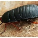 cockroaches