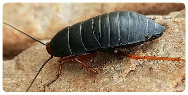 cockroaches