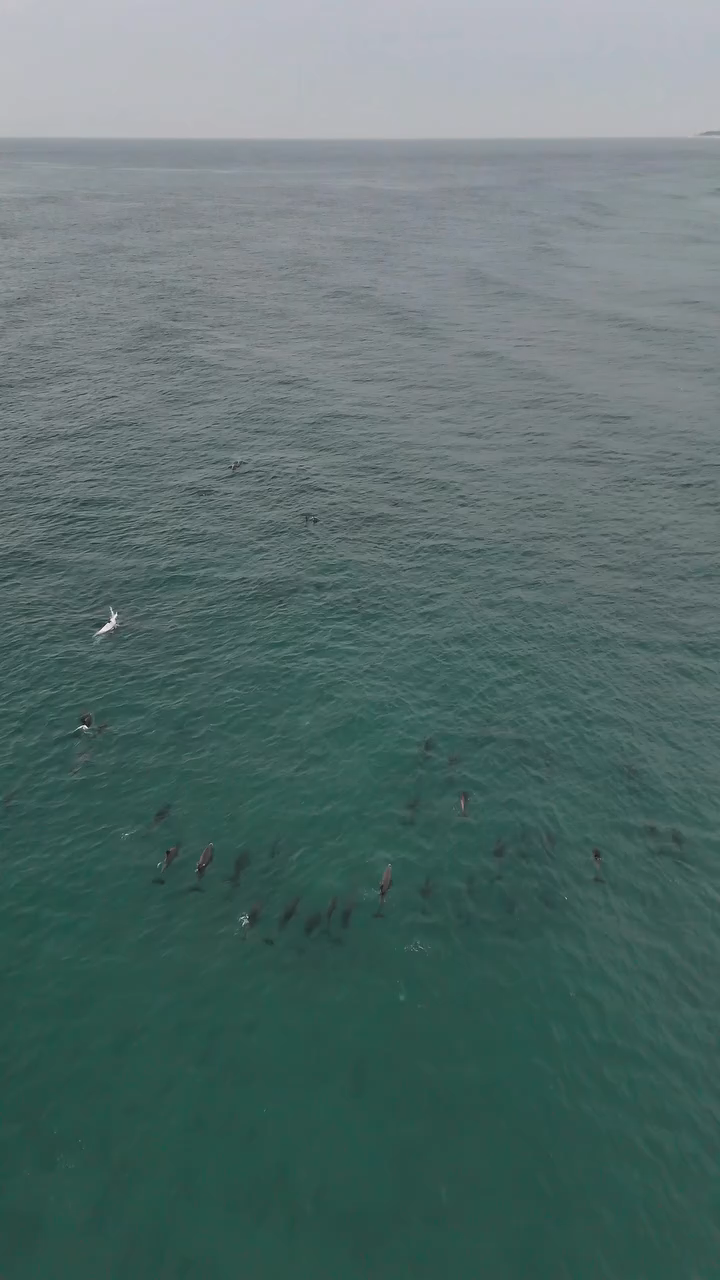 Dolphins at Toti 0 (0)