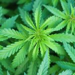 Marijuanna Plant