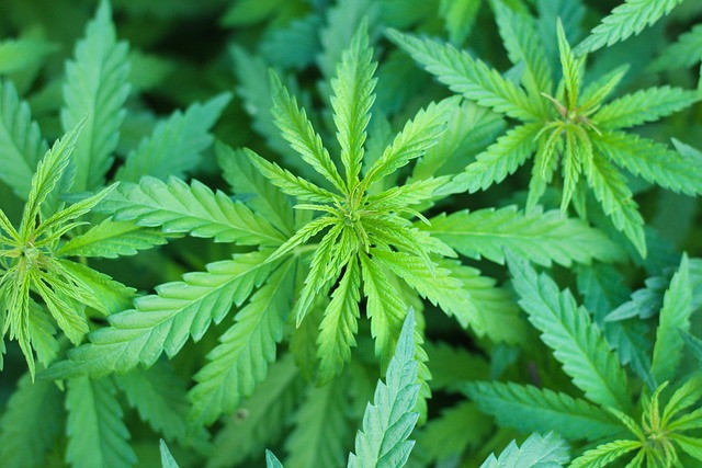 Marijuanna Plant