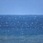 Sardines Spotted near Port Edward