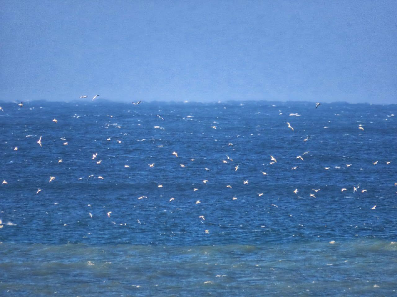 Sardines Spotted near Port Edward