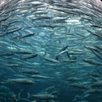sardines