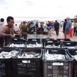 sardines at southbroom