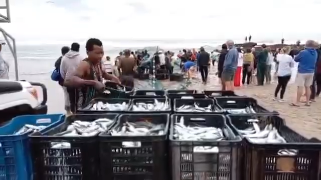 sardines at southbroom