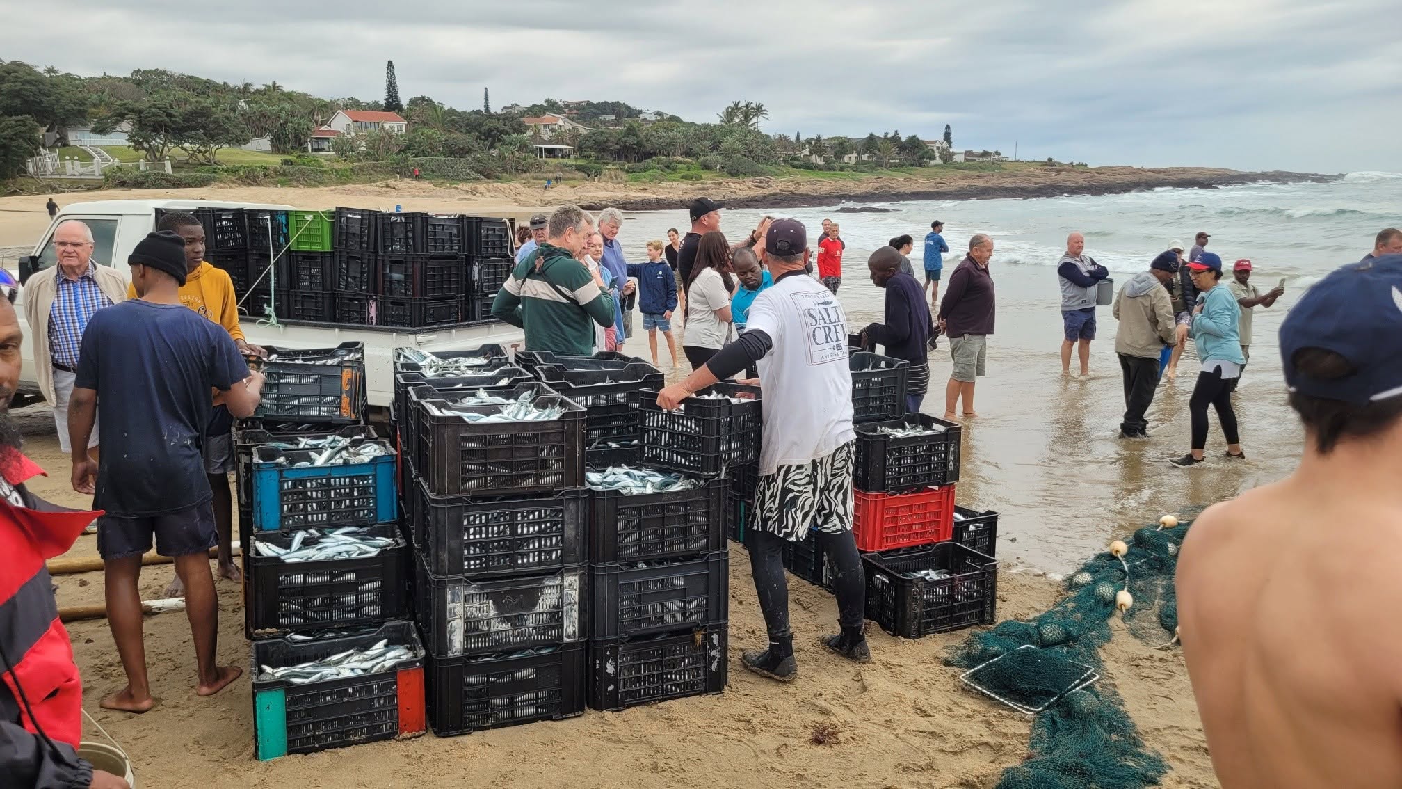 Sardines are jumping at ramsgate