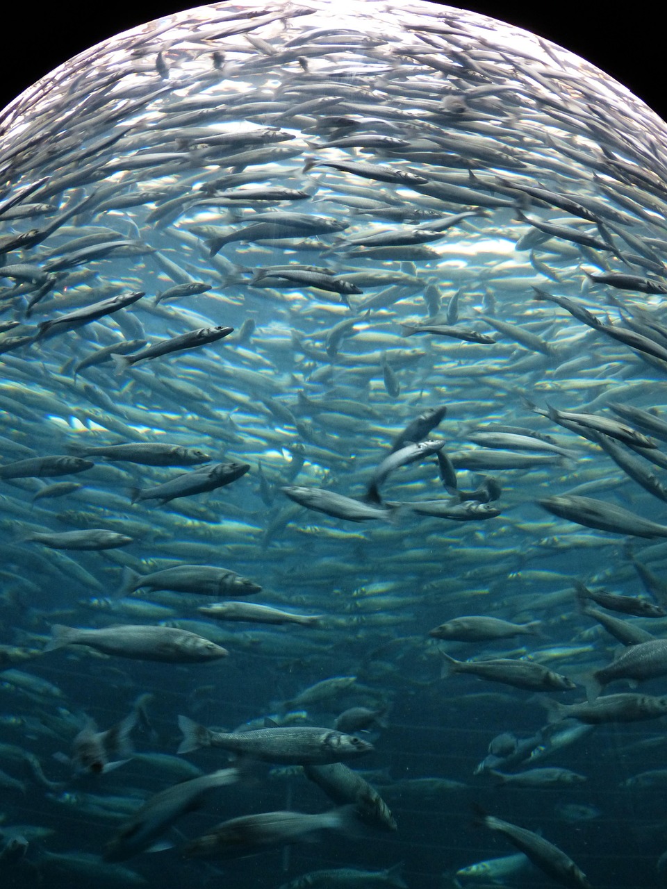 The KZN (KwaZulu-Natal) sardine run is currently paused or slowed due to warmer-than-ideal water temperatures along the South Coast. 5 (1)