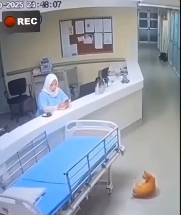 Is it a Ghost ?