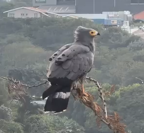 Raptors live amongst us 0 (0)