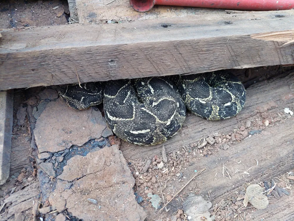 A pair of puff adders (Bitis arietans) was safely relocated from beneath a cabin in the Dargle area of KwaZulu-Natal (KZN) Midlands, South Africa, in early July 2026. 0 (0)