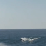 Dolphins in Toti