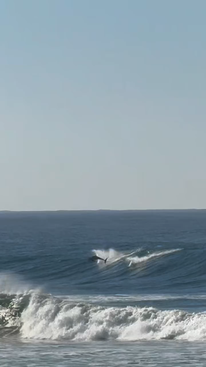 Dolphins in Toti