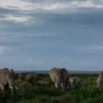 Fifteen elephants died in the Amboseli ecosystem in southern Kenya