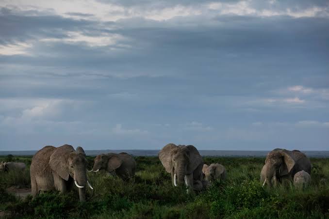 Fifteen elephants died in the Amboseli ecosystem in southern Kenya