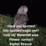 help to locate a Spotted Eagle-Owl that has been seen limping in the Waterfall area.