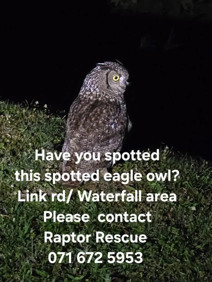 help to locate a Spotted Eagle-Owl that has been seen limping in the Waterfall area.