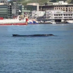 Whales in Table bay
