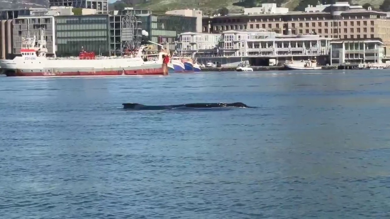 Whales in Table bay