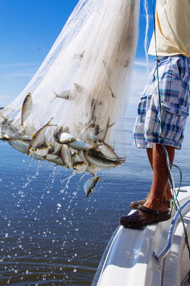 Gill netting in and around Durban (eThekwini, KwaZulu-Natal) has two distinct contexts: official large-mesh “shark nets” for bather protection, and widespread illegal (illicit) gill-netting for fish, which is actively targeted by law enforcement. 0 (0)