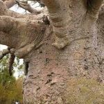 Oldest tree in the world. 6000 years. Tanzania. Africa.
