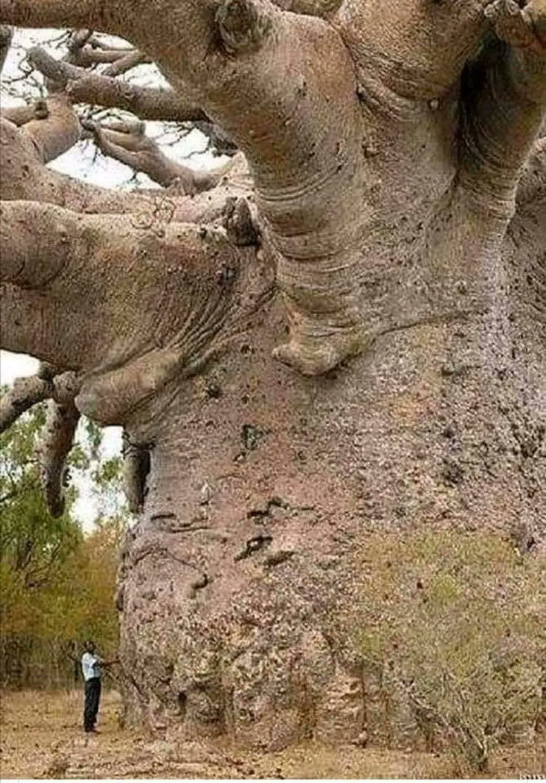 Oldest tree in the world. 6000 years. Tanzania. Africa.