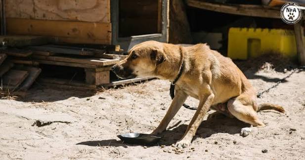 township dogs