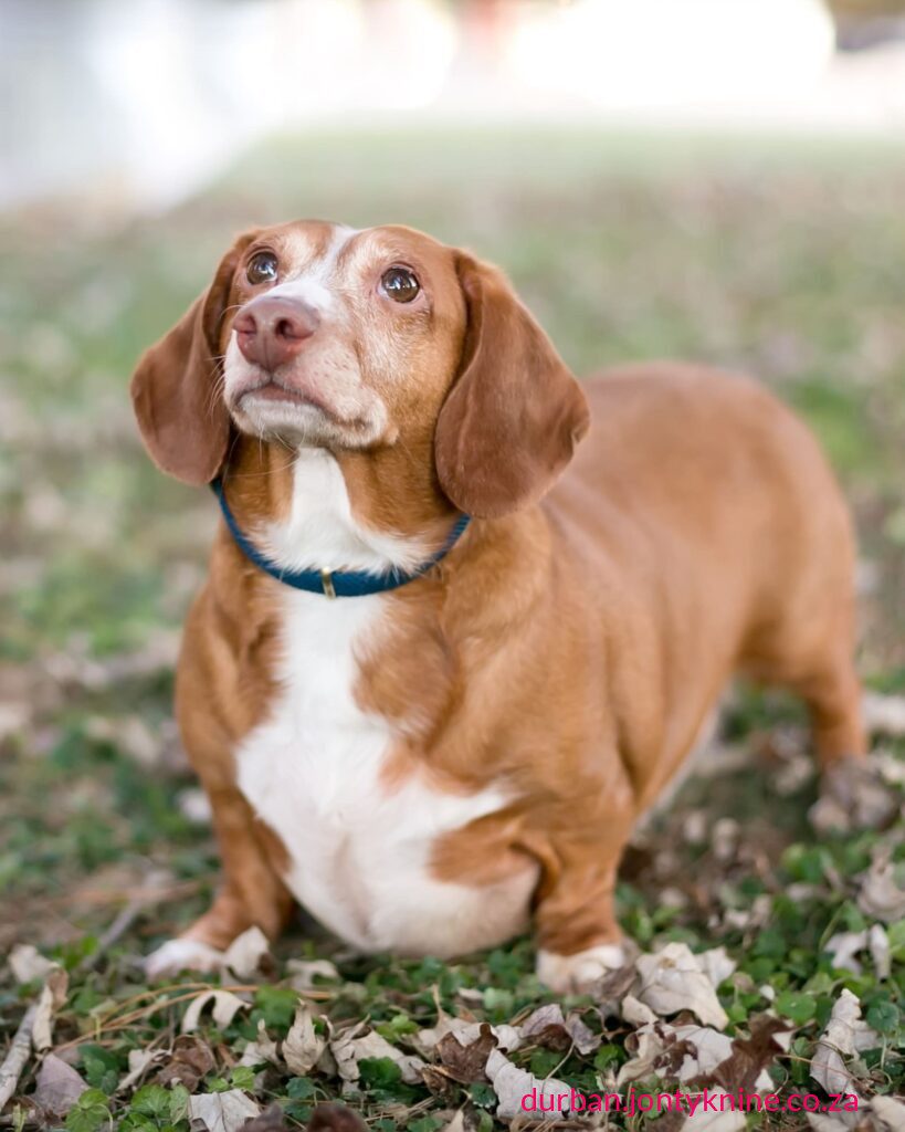 Delhi’s “Fat Dogs of Delhi” contest—a knockout tournament to crown the city’s “chonkiest” (fattest/cutest heavyweight) neighbourhood dog—has gone massively viral. Delhi’s “Fat Dogs of Delhi” contest—a knockout tournament to crown the city’s “chonkiest” (fattest/cutest heavyweight) neighbourhood dog—has gone massively viral.