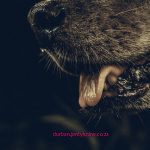 KwaZulu-Natal (KZN) is currently a significant rabies hotspot in South Africa, with ongoing animal cases, recent human deaths, and active local responses—though it is better described as endemic/persistent high risk rather than a brand-new, isolated outbreak.