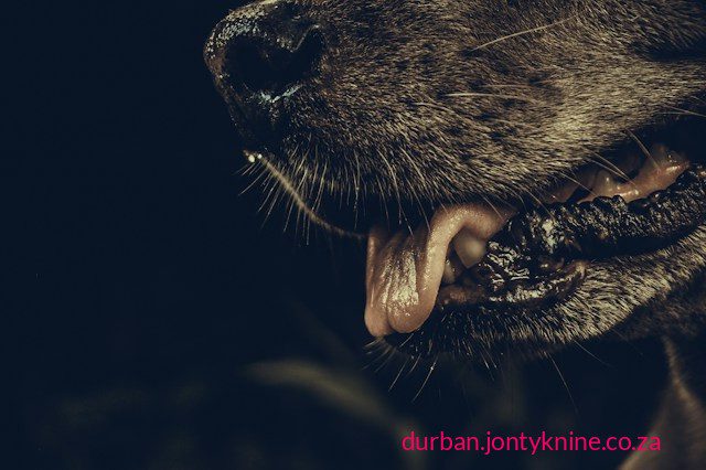 KwaZulu-Natal (KZN) is currently a significant rabies hotspot in South Africa, with ongoing animal cases, recent human deaths, and active local responses—though it is better described as endemic/persistent high risk rather than a brand-new, isolated outbreak.
