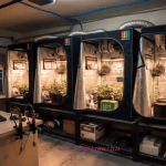 In a real independent experiment (not an official Anthropic project) in which Anthropic’s Claude AI autonomously managed a tomato plant named “Sol” from seed to ripe fruit for 100 days with zero human intervention in care decisions
