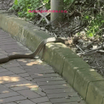 Spitting cobra in Umhlanga