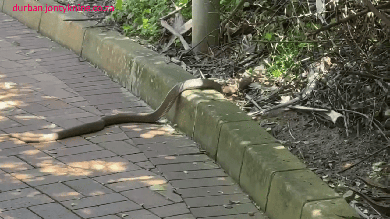 Spitting cobra in Umhlanga